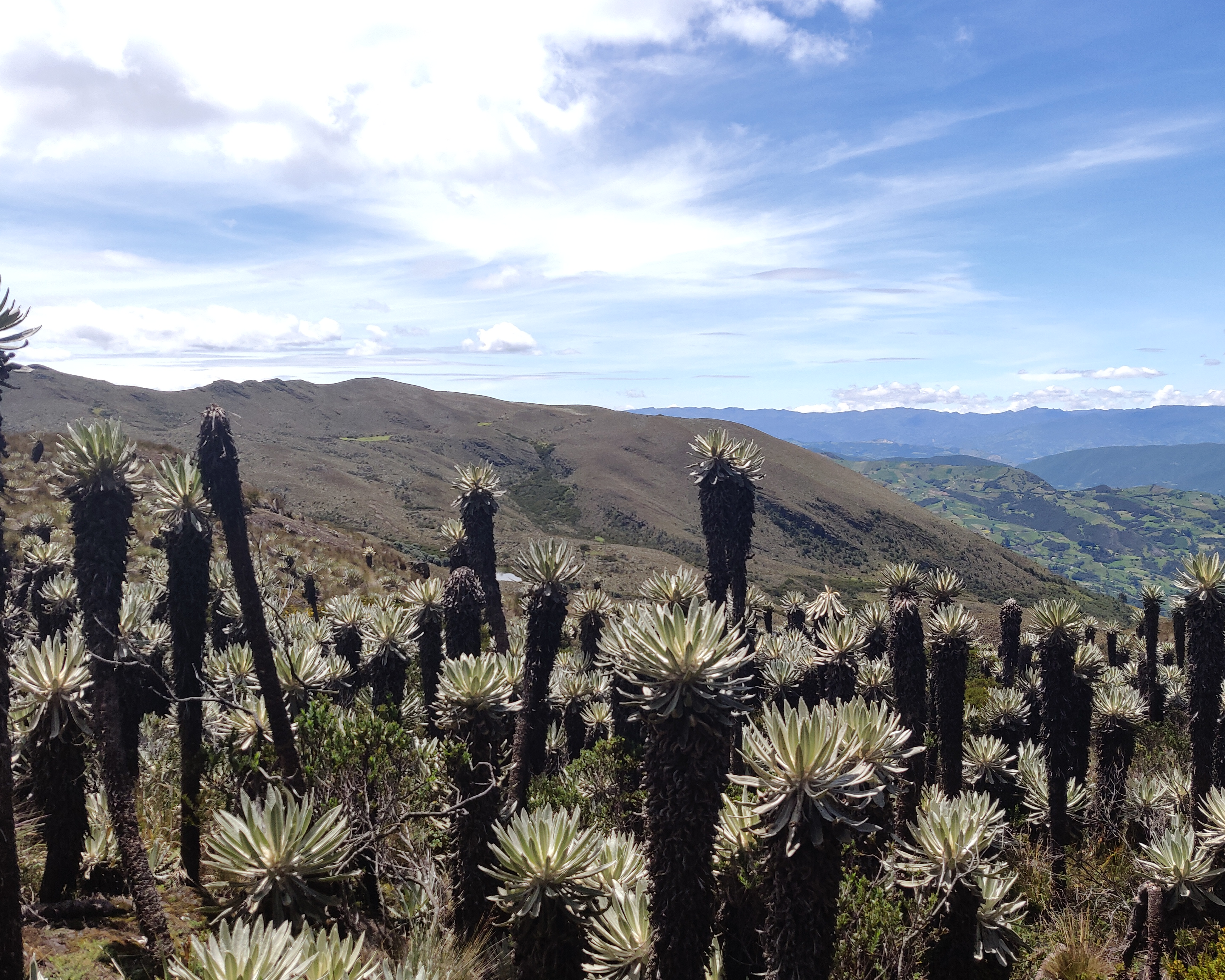 Paisaje de páramo 2