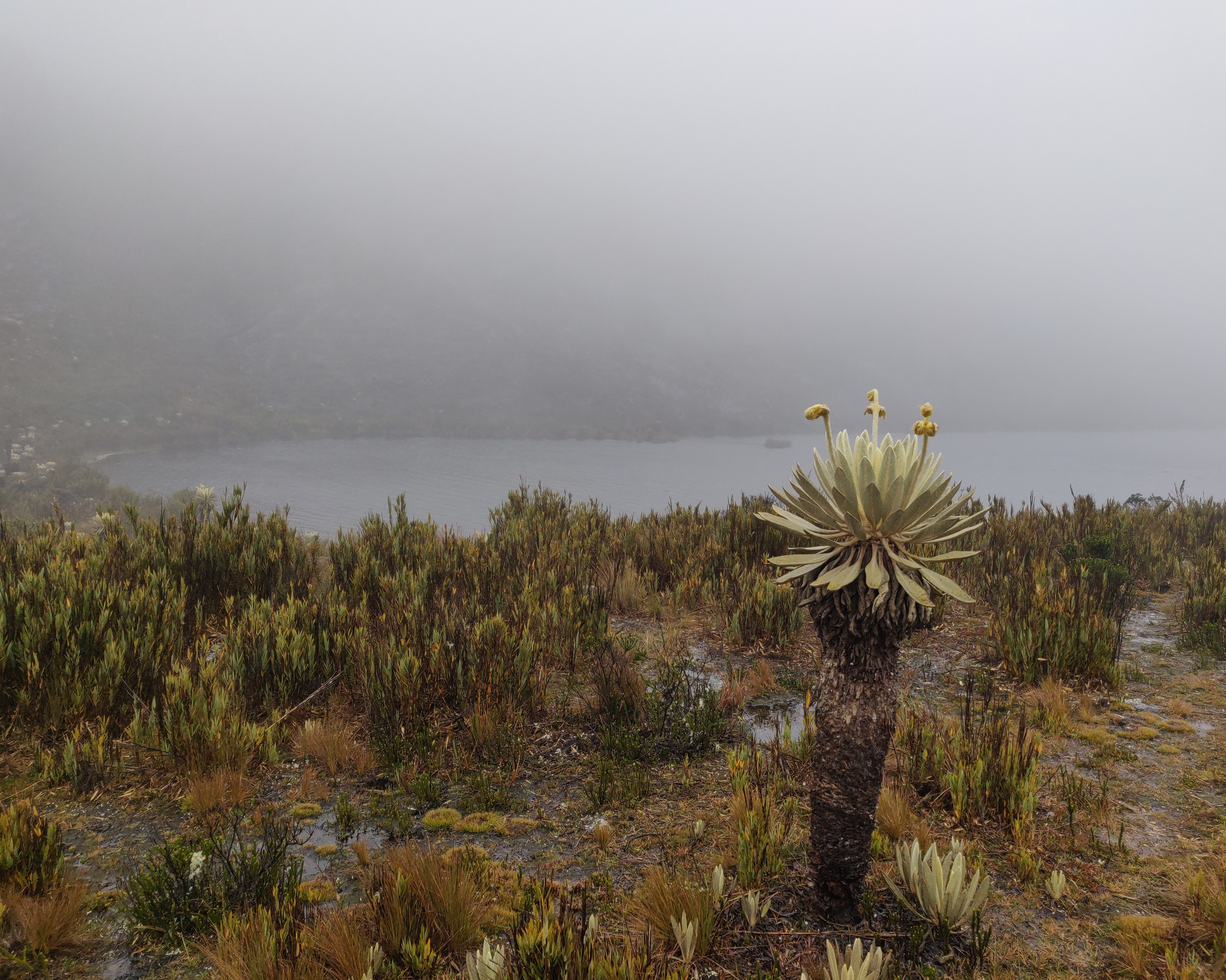 Paisaje de páramo 6