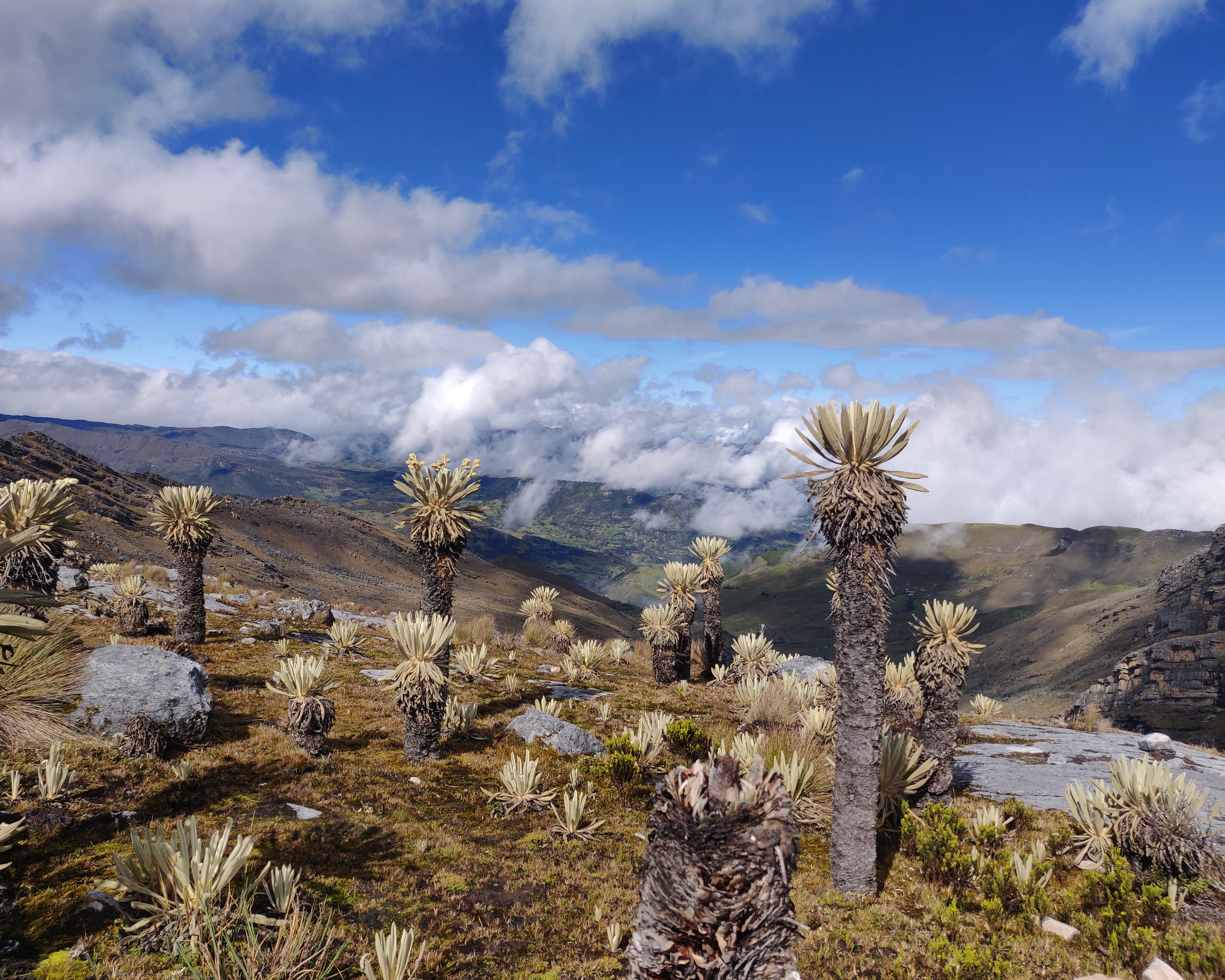 Paisaje de páramo 7