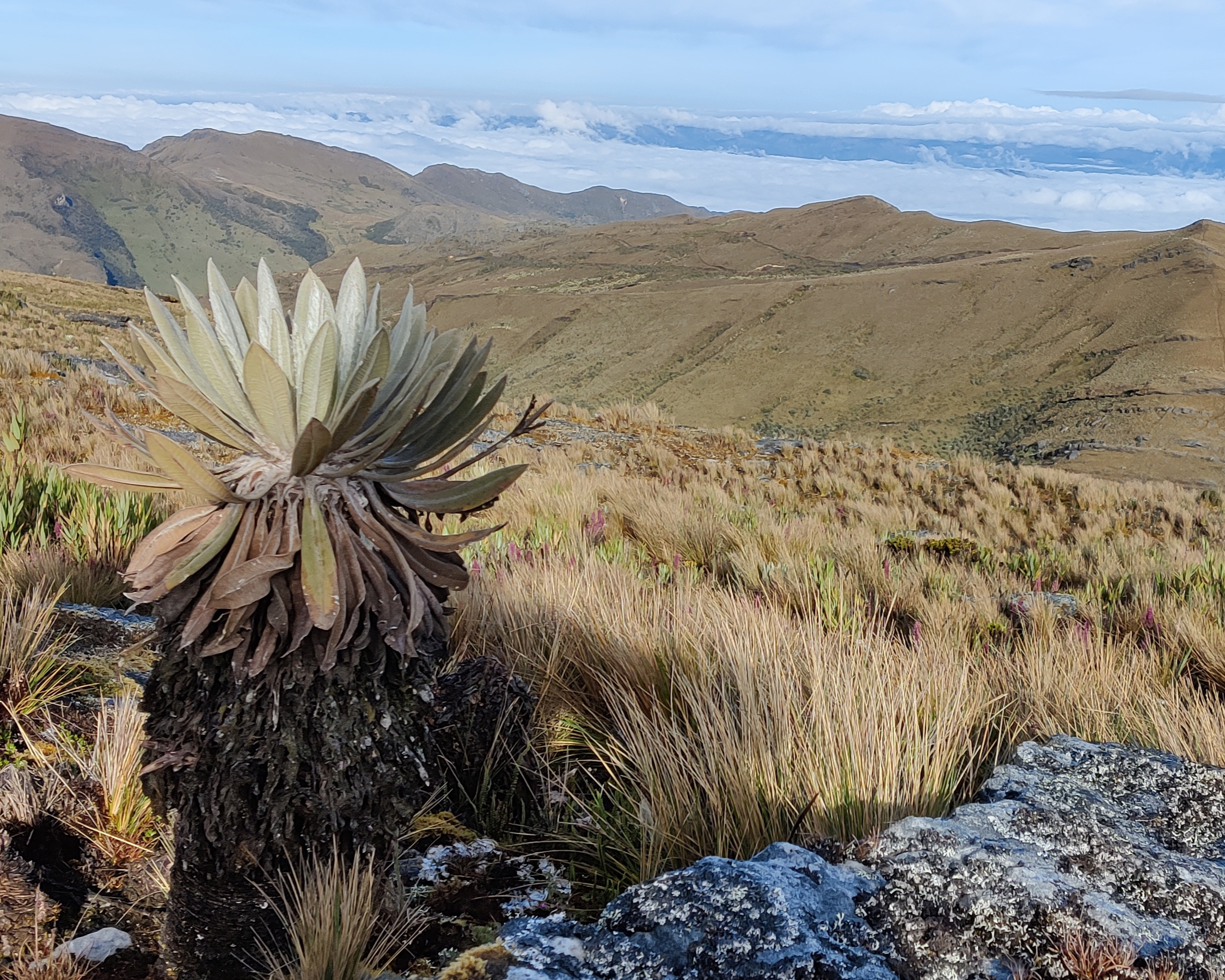 Paisaje de páramo 9